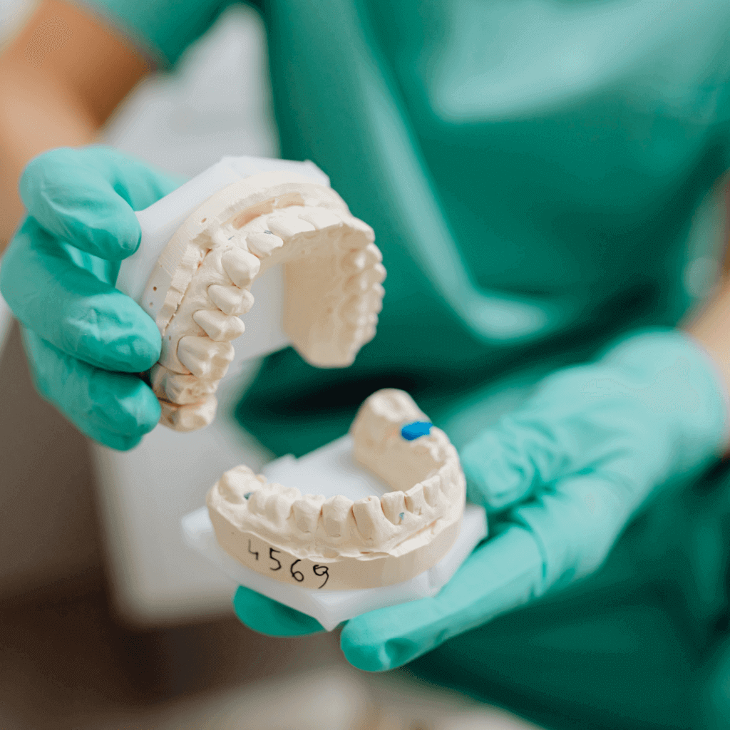 Dental model of the upper and lower teeth