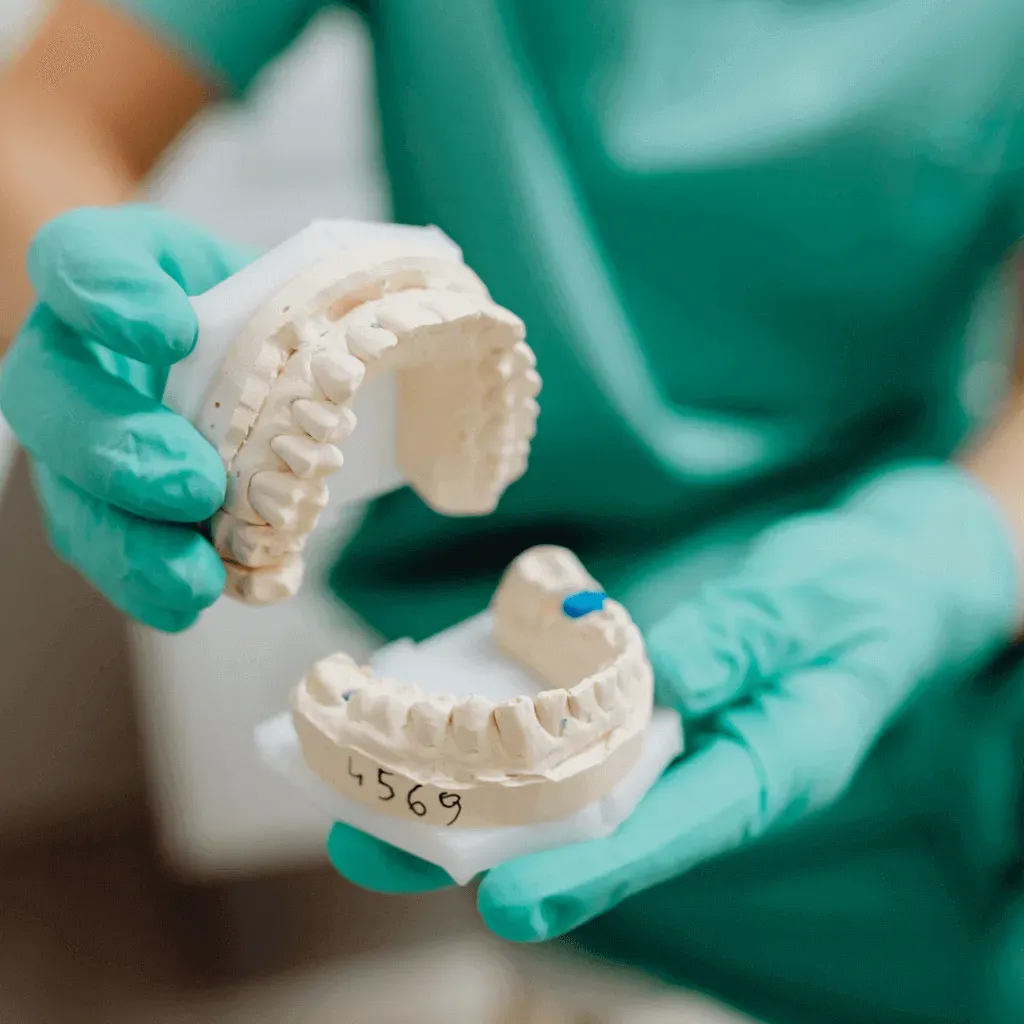 Dental model of the upper and lower teeth